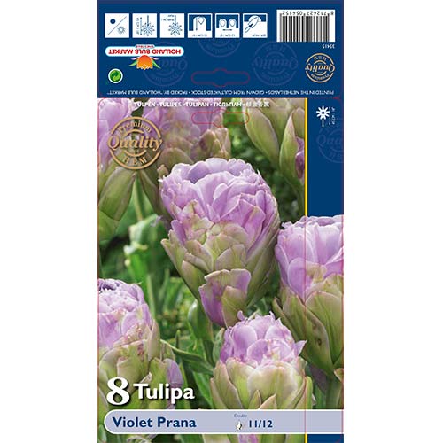 Tulipán Violet Prana termék fotó 1 Tulipán Violet Prana kép 1 termék 68119