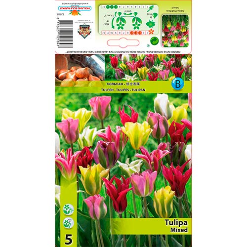 Tulipán Viridiflora, mix kép 1 termék 67871