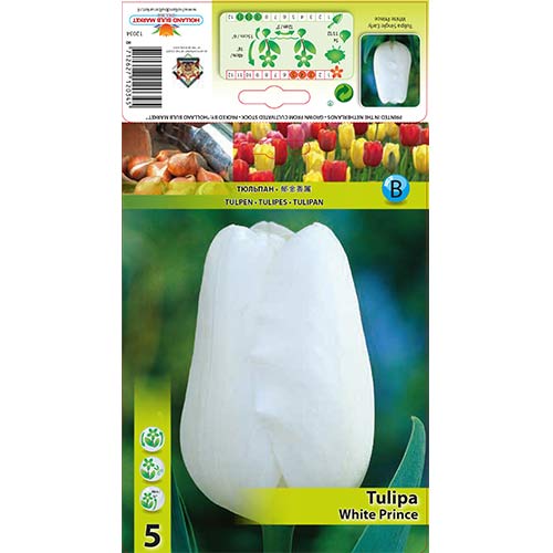 Tulipán White Prince kép 1 termék 67709