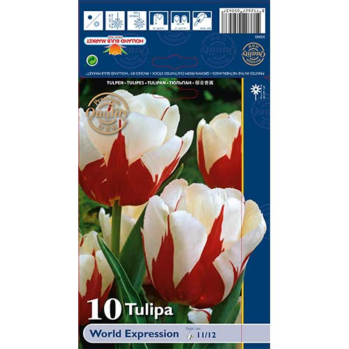 Tulipán World Expression kép 1 termék 68031