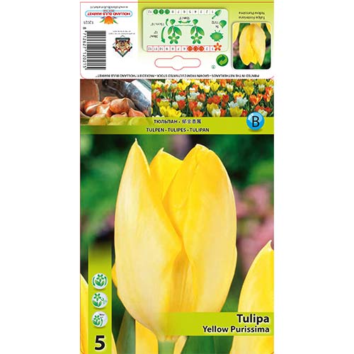 Tulipán Yellow Purissima kép 1 termék 67734