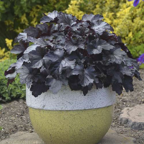 Tűzgyöngyvirág (Heuchera) Black Pearl, C2 kép 1 termék 8538