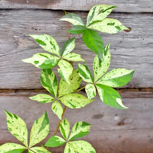 Vadszőlő Star Showers, P9 kép 1 termék 5866