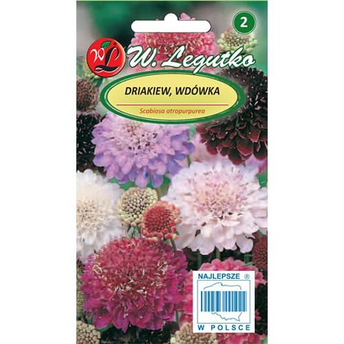 Vajszínű ördögszem kaukázusi, színkeverék kép 1 termék 87856