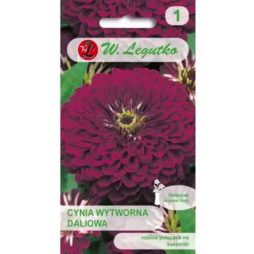 Vasvirág Violet Queen Legutko kép 1 termék 69577