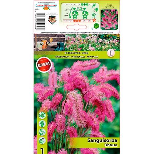 Vérfű (Sanguisorba) Obtusa kép 1 termék 76362