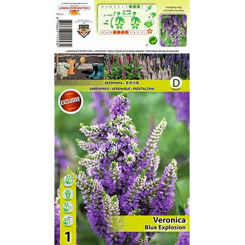 Veronika Blue Explosion kép 1 termék 70453