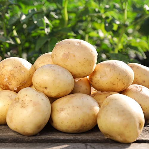 Vetőburgonya Camelia termék fotó 1 Vetőburgonya Camelia kép 1 termék 4820