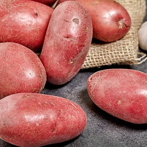 Vetőburgonya Laura kép 1 termék 5684