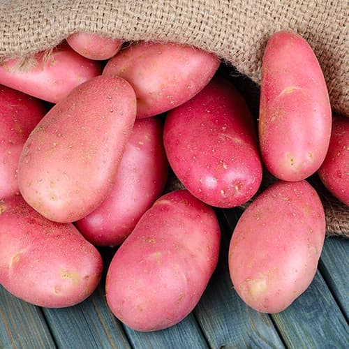 Vetőburgonya Memphis kép 1 termék 4826