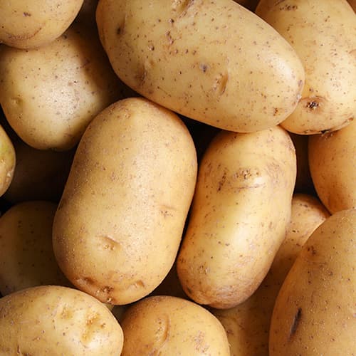 Vetőburgonya Noblesse kép 1 termék 1088