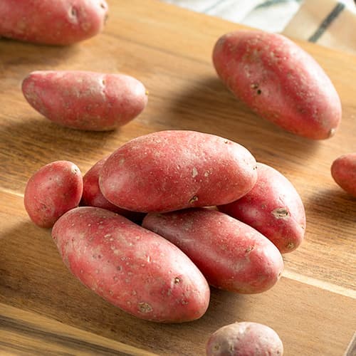 Vetőburgonya Red Sonia termék fotó 1 Vetőburgonya Red Sonia kép 1 termék 5686