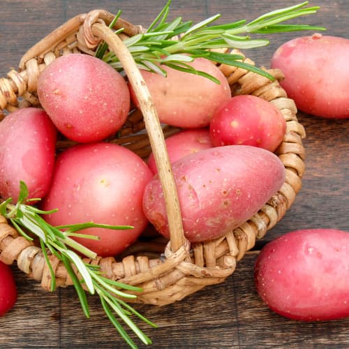 Vetőburgonya Ricarda kép 1 termék 5687