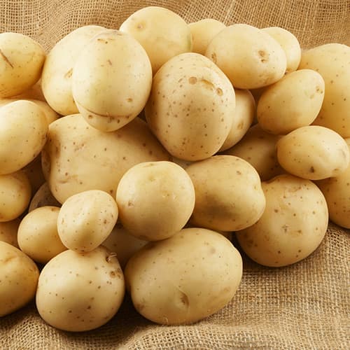 Vetőburgonya Sylvana termék fotó 1 Vetőburgonya Sylvana kép 1 termék 4831