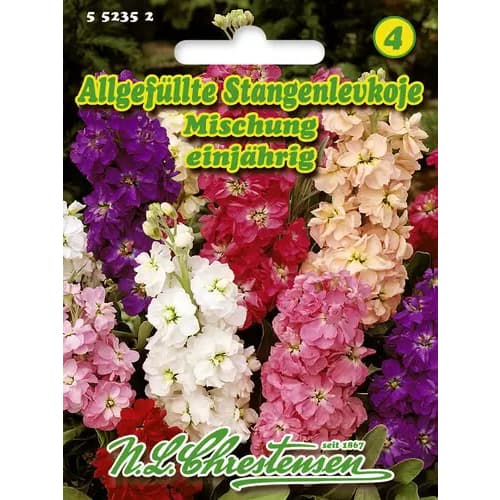 Viola nyári gigant, színkeverék kép 1 termék 96437