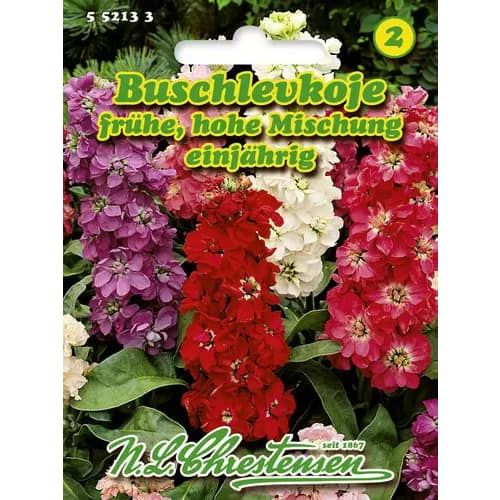 Viola nyári nagy virágokkal, színkeverék kép 1 termék 96438