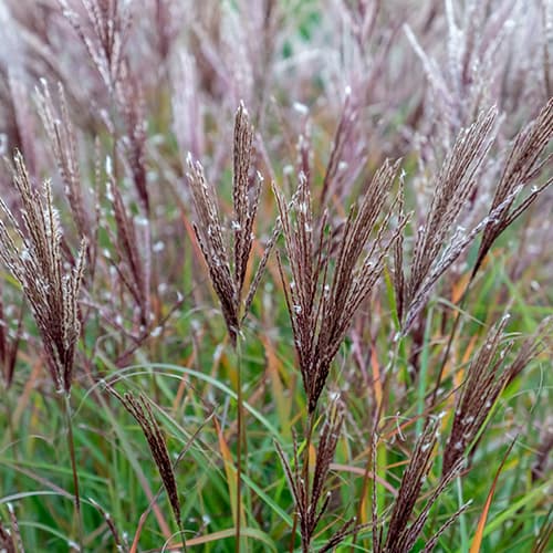 Virágosnád (Miscanthus) Ferner Osten termék fotó 1 Virágosnád (Miscanthus) Ferner Osten kép 1 termék 4083