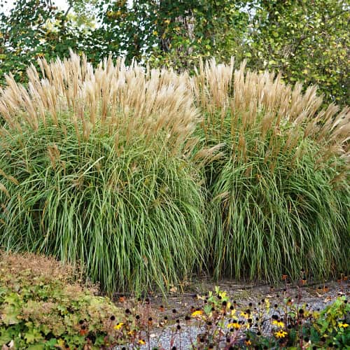 Virágosnád (Miscanthus) Herman Mussel termék fotó 1 Virágosnád (Miscanthus) Herman Mussel kép 1 termék 4085