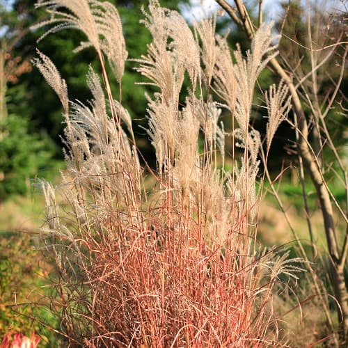 Virágosnád (Miscanthus) Little Miss, P9 kép 1 termék 5868