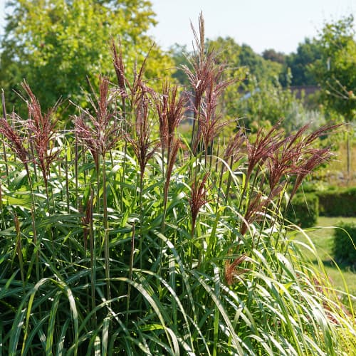 Virágosnád (Miscanthus) Malepartus termék fotó 1 Virágosnád (Miscanthus) Malepartus kép 1 termék 4087