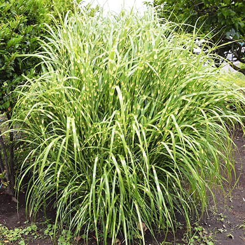 Virágosnád (Miscanthus) Zebrinus, P9 termék fotó 1 Virágosnád (Miscanthus) Zebrinus, P9 kép 1 termék 5658