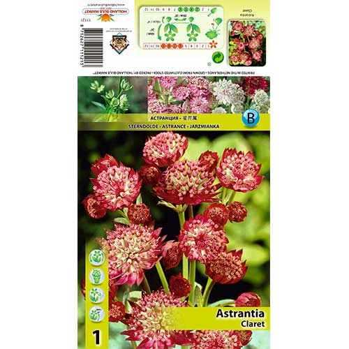 Völgycsillag (Astrantia) Claret kép 1 termék 70349