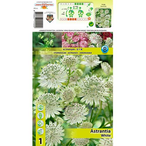 Völgycsillag (Astrantia) White kép 1 termék 70350