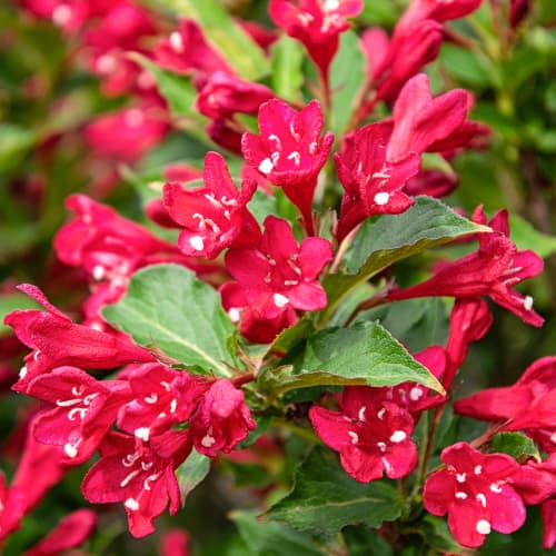 Weigela All Summer Red, С2 kép 1 termék 8270