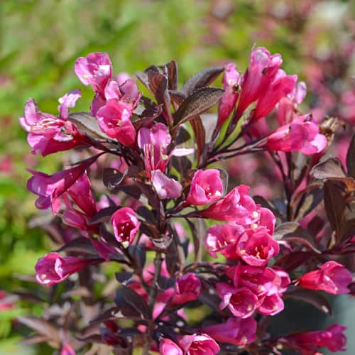 Weigela florida Wine and Roses Alexandra, С2 kép 1 termék 8271