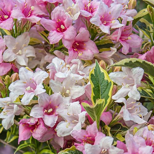 Weigela Magical® Rainbow, С2 kép 1 termék 8272