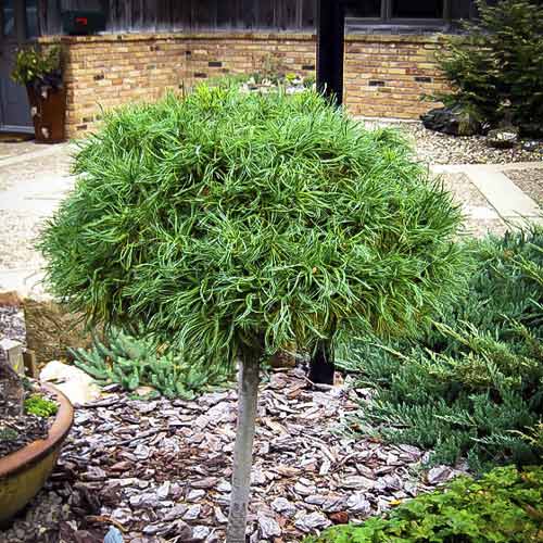 Weymouth fenyő Green Twist, C4 kép 1 termék 8257
