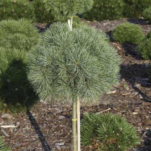 Weymouth fenyő Greg, C5 kép 1 termék 8258