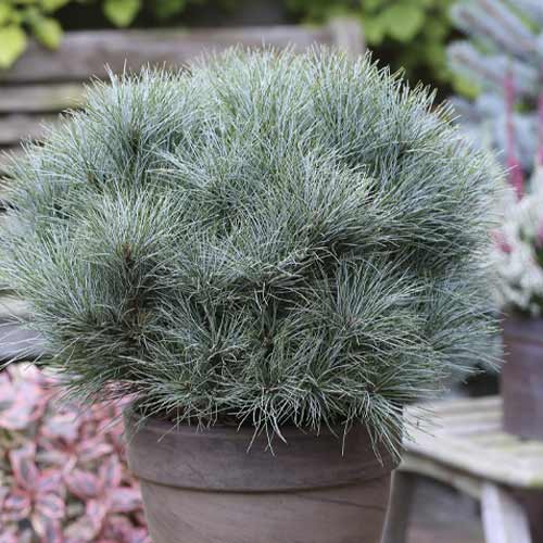 Weymouth fenyő Sea Urchin, C4 kép 1 termék 8259