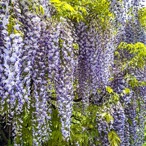 Wisteria floribunda Domino, С2 kép 1 termék 8273