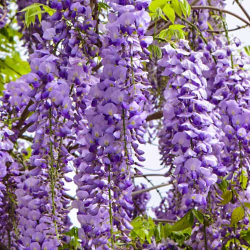 Wisteria floribunda Royal Purple, С2 termék fotó 1 Wisteria floribunda Royal Purple, С2 kép 1 termék 8276