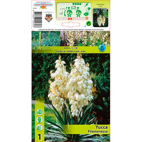 Yucca (Pálmaliliom) Filamentosa kép 1 termék 76366