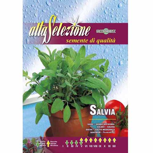 Zsálya orvosi kép 1 termék 96397