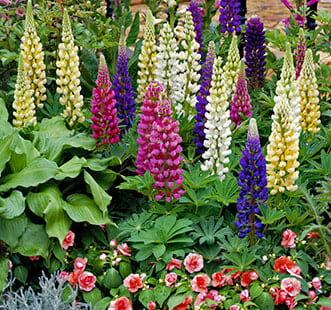 Alpesi növények magok