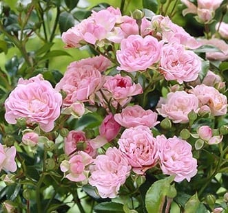 Floribunda rózsák
