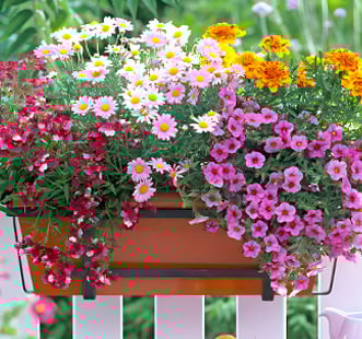 Magvak áramló virág