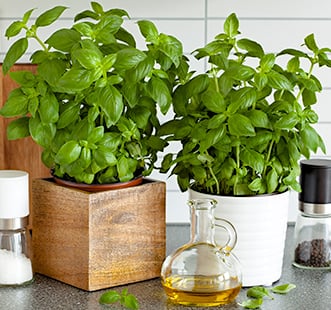 Magvak aromás gyógynövény