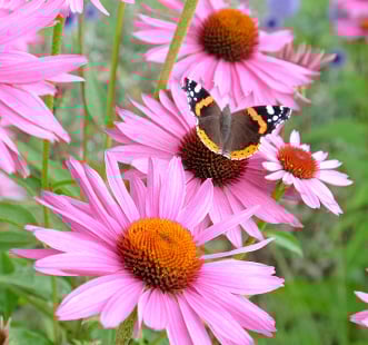 Magvak ávelő virág