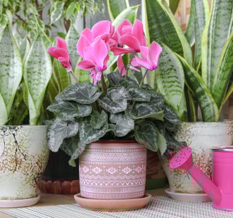 Magvak beltéri virág