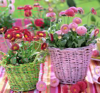 Magvak kétéves virág