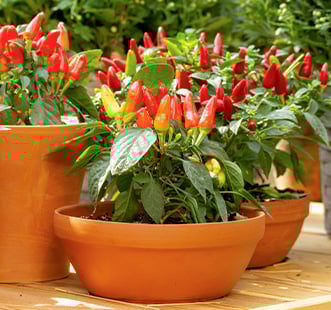 Magvak otthon és kertben