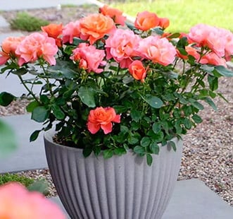 Rózsák erkélyre, teraszra