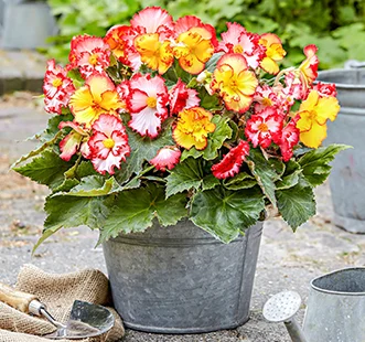 Tavaszi virághagymák