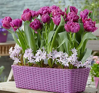 Virághagymák Best Buy Capperline