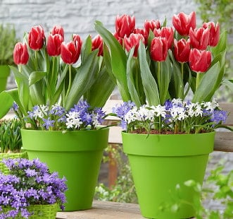 Virághagymák Star Capperline