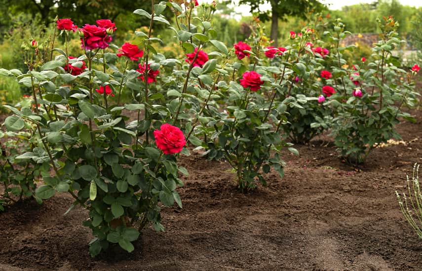Hogyan kell rózsát ültetni a földbe
